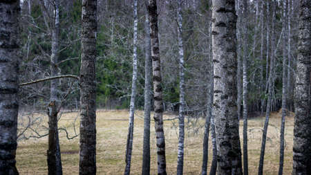 Fabulous birch grove in the beautiful forest of Latvia. Wonderful spring color mood.の写真素材