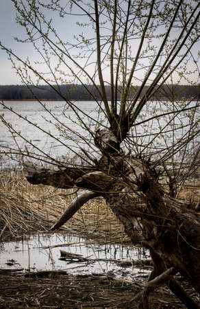 A broken old tree with hundreds of fine leaf branches blooming in spring on the shore of the lake.の写真素材