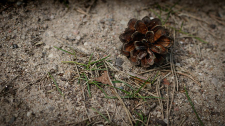 Macro nature with a brown cone, needles and green grass growing from a sandy, rocky ground