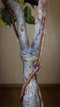 A very special ficus palm trunk with a cunning face, with eyes nose and a smile