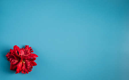 Summer wallpaper for computer or phone with red Hawaiian style flower in the bottom left corner. Place for text.の写真素材