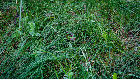 The green and colorful grass in the early summer morning is full of shimmering dewdrops. Fallen...