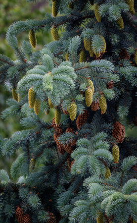 A very beautiful part of a silver spruce at the top, when the cones change, from young to old, from...