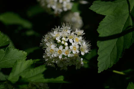 A white flower with intelligent hundreds of small white flowers with white petals, yellow in the...