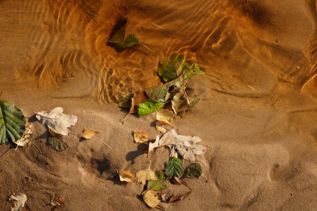 The imprint of the dog's paw on the distinctly yellow and wet sea sand. Green, old autumn leaves on the edges. The sun shines in the sand. The grains of sand are shining.の写真素材