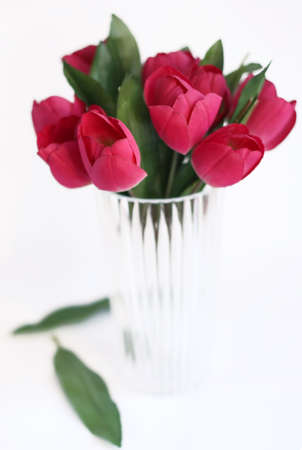 Red tulips in vaseの写真素材