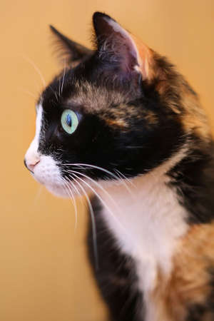 Cat staringの写真素材