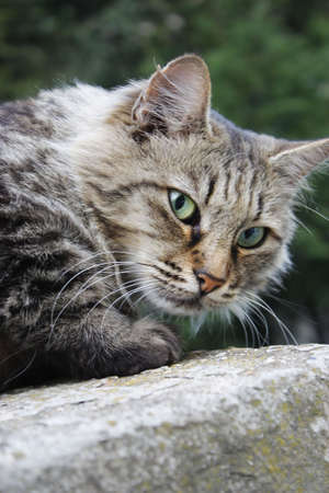 Grey catの写真素材