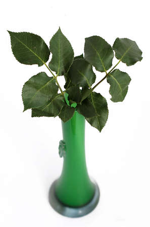 Green leaves in vaseの写真素材