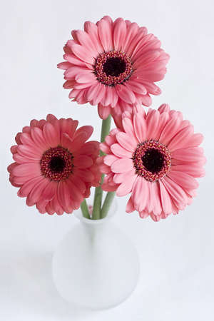 Pink gerbera in white vase on white backgroundの写真素材
