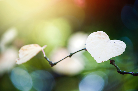 Close-up of a heart shaped leaf on a branch in the sunshine.の写真素材