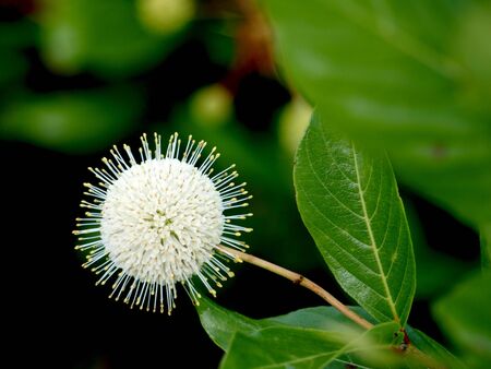 Weird spherical flower