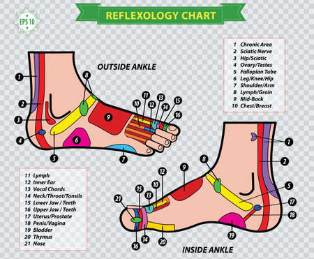 reflexology chartのイラスト素材