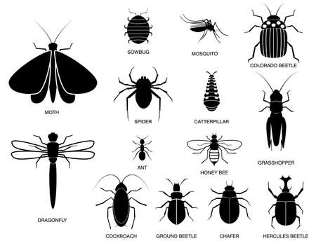 set of various insect in silhouette, with insect name. easy to modifyのイラスト素材