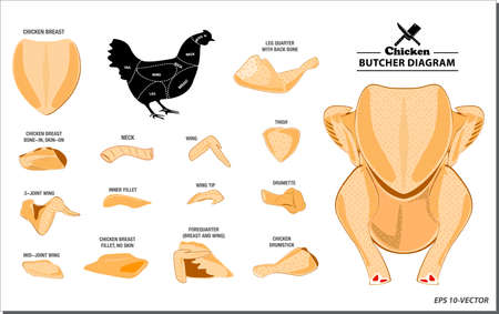 chicken butcher diagram or part of hen butcher concept. easy to modifyのイラスト素材