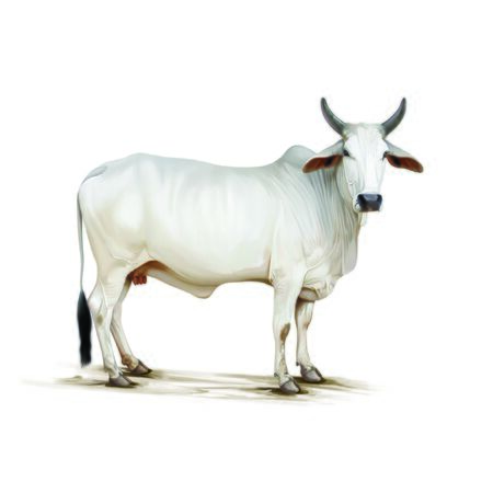 Cowの写真素材