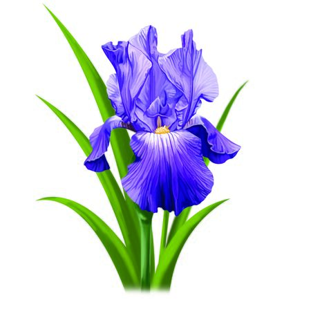 Iris flowerの写真素材
