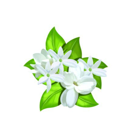 Jasmine flowerの写真素材