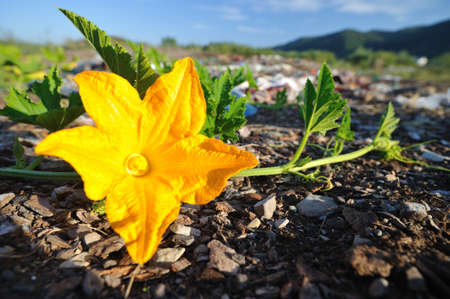 Pumpkin yellow flower. Pumpkin flower closeup on the field.