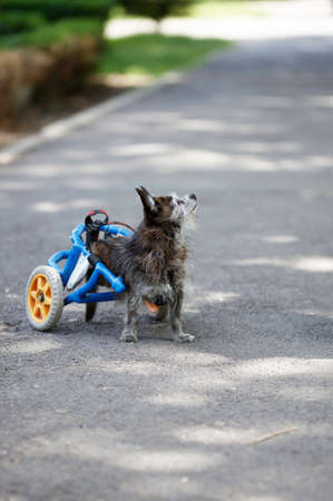 Dog in wheelchair looking at his master. Aged little dog in wheelchair walking in the park with his...