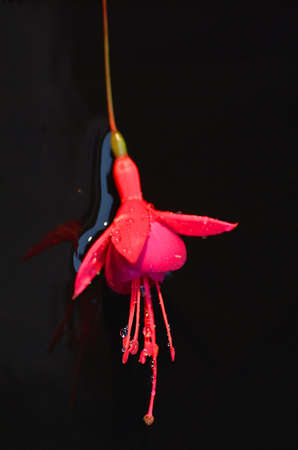 Fuchsiaの写真素材