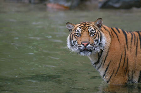 Tigress hears the shutterclickの写真素材
