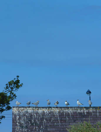 Gull meetの写真素材