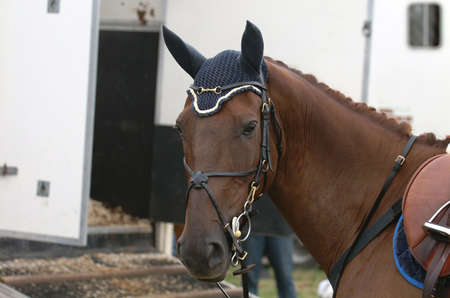 Horse gearの写真素材