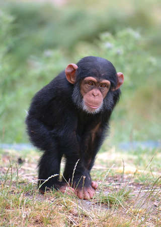  Chimpanzeeの写真素材