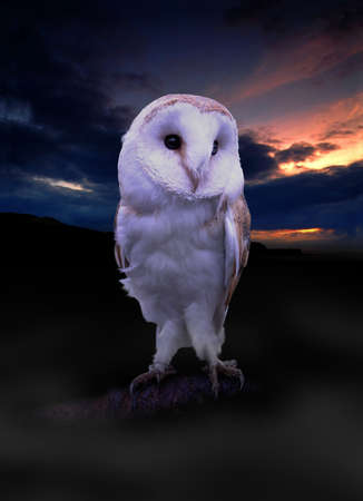 Irish Barn Owlの写真素材
