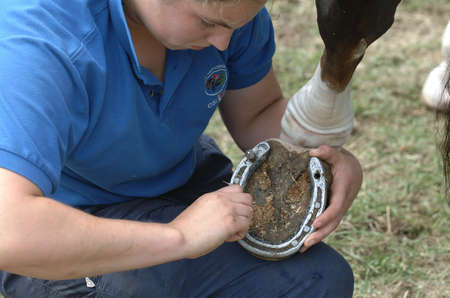 Horse Hoofの写真素材