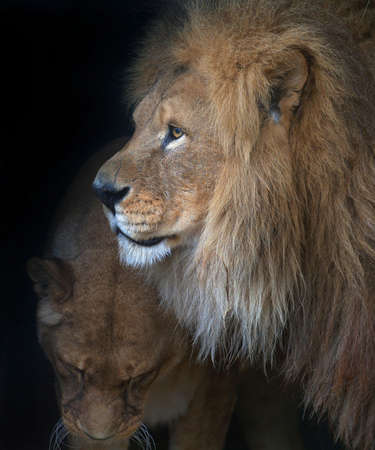 Lion & Lionessの写真素材