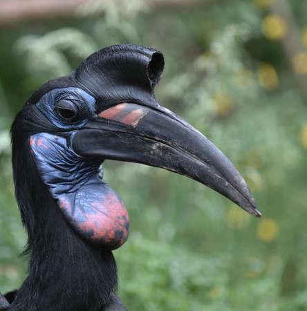 African Toucanの写真素材