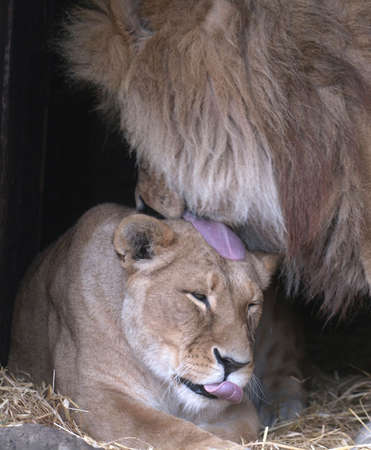 Lion & Lionessの写真素材