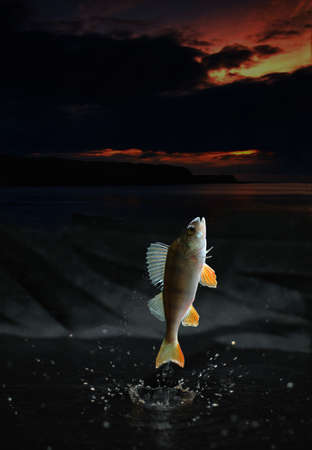 Fish Jumpの写真素材