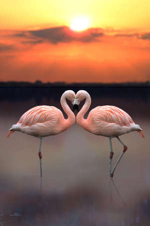 Flamingo Heartの写真素材