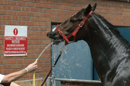 Horse drinkの写真素材