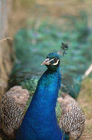 Peacockの写真素材