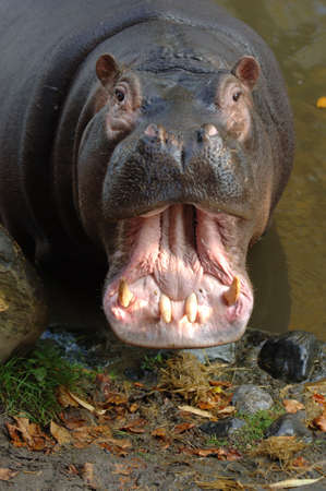 Hippoの写真素材