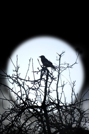 Night Birdの写真素材