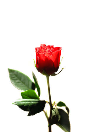 Single Roseの写真素材