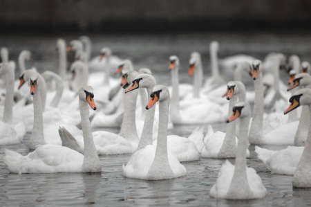 Swans photographed in a large groupの写真素材