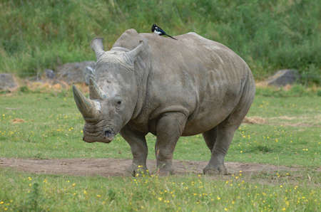 Rhino & Magpieの写真素材