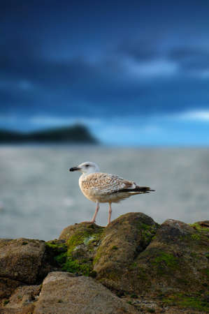 Seagull and stormの写真素材