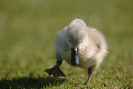 Young Signet Swan on the moveの写真素材