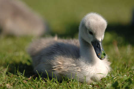 Young Signet Swan nesting in the grassの写真素材
