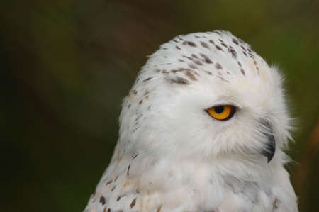 Snowy Owl with fabulous eyesの写真素材
