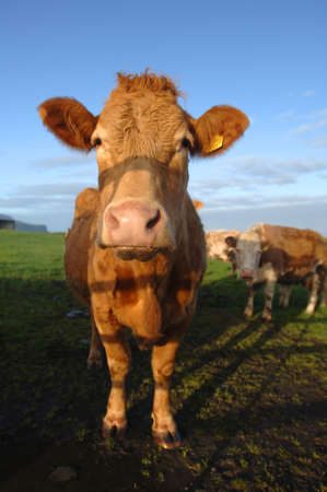 Curious Cowの写真素材
