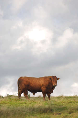 Big Bullの写真素材