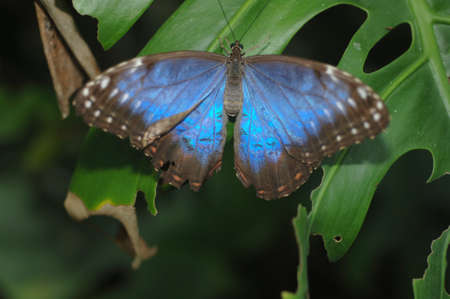 Blue Butterflyの写真素材